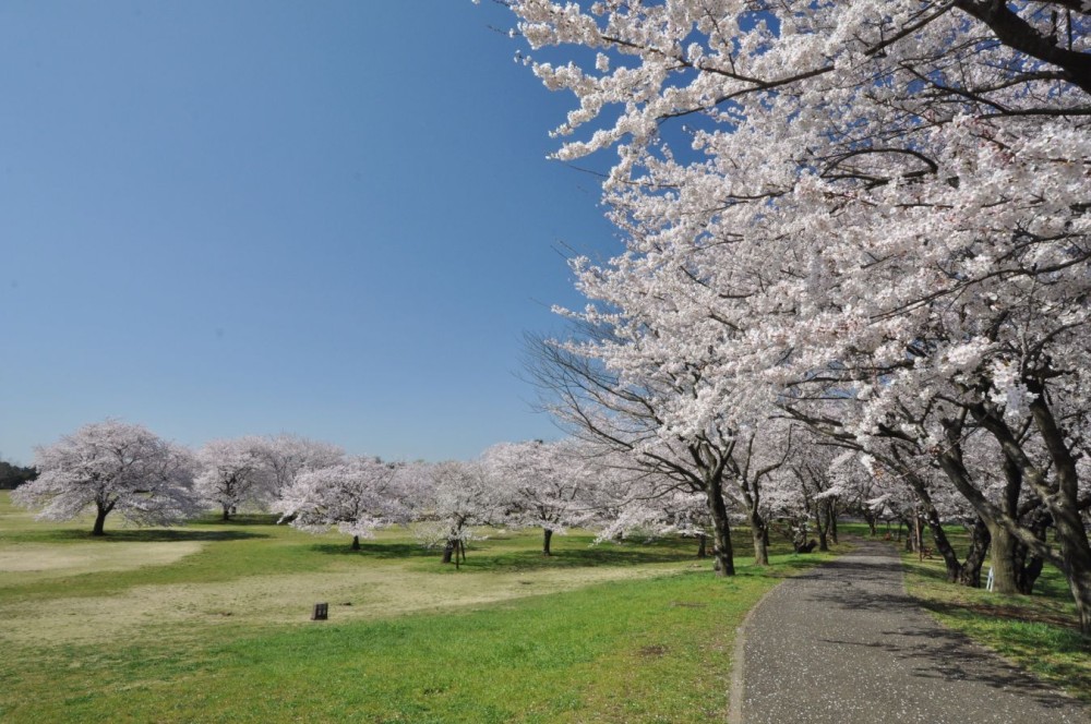 昭和記念公園