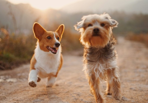 犬を飼う前に