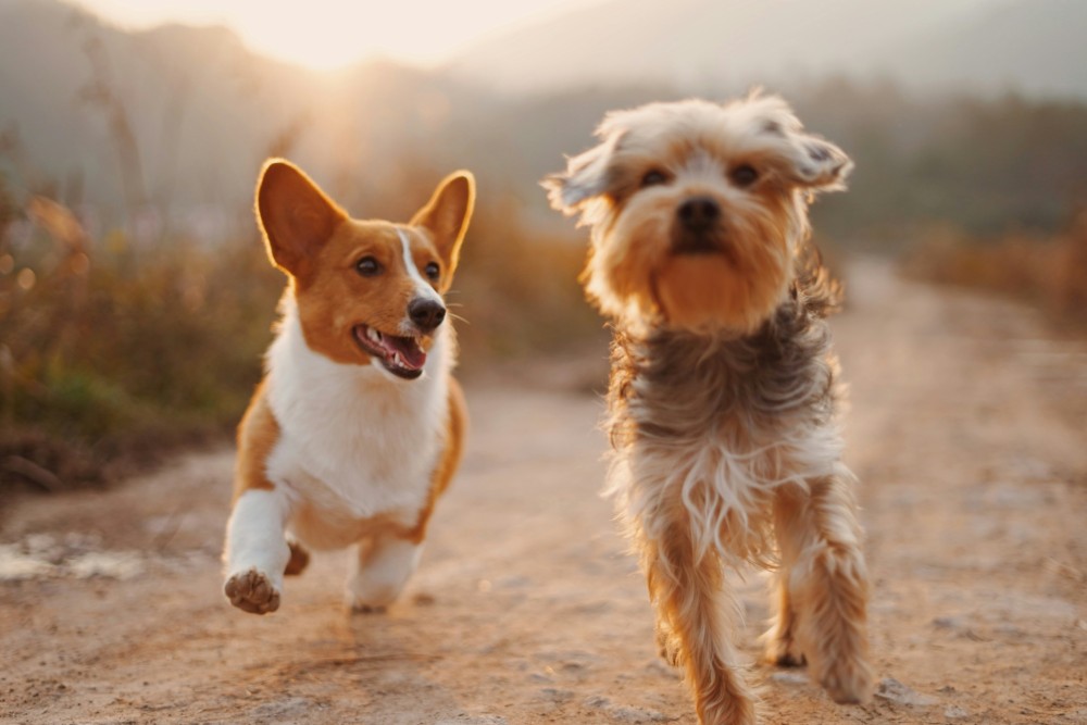 犬を飼う前に