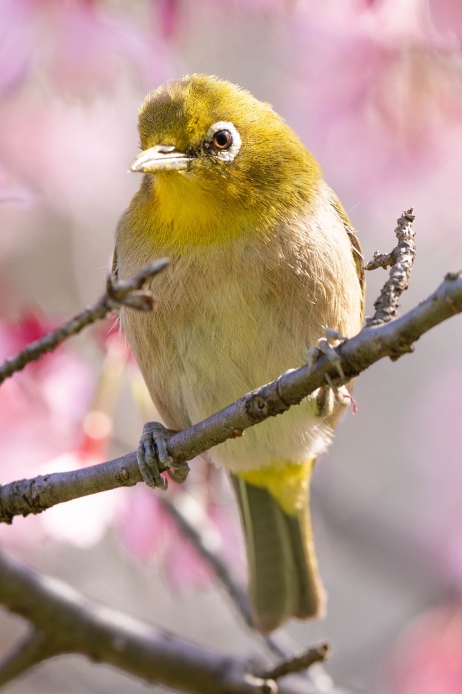 野鳥