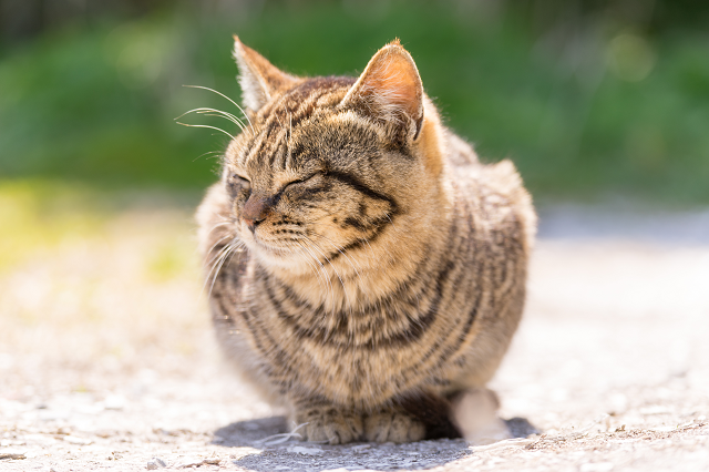 田代島