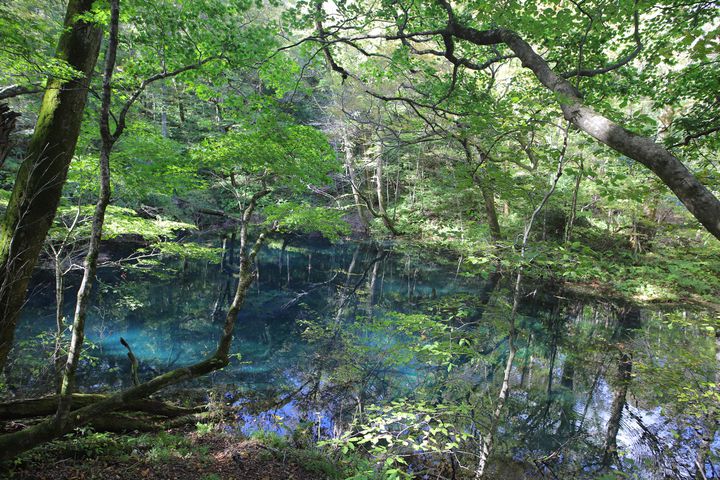 白神山地