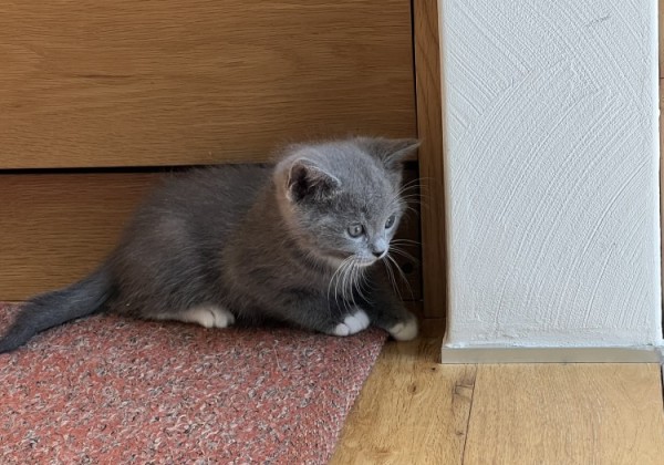猫の里親になる