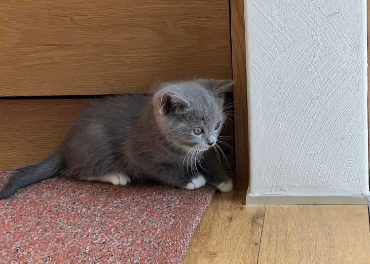 猫の里親になる