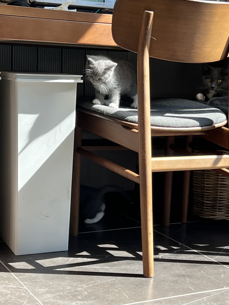 里親猫２