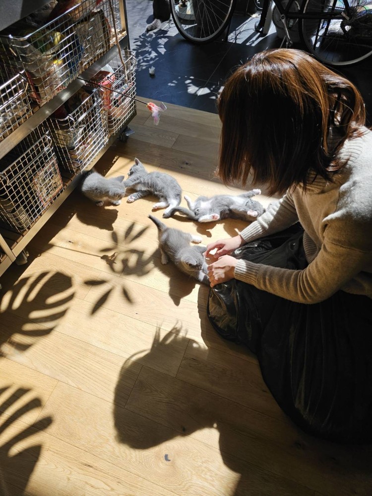 里親猫
