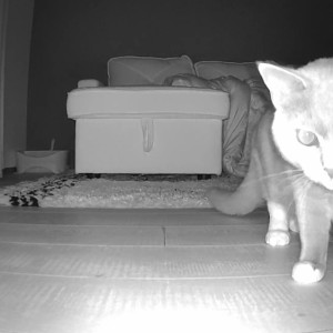 ペットカメラ自動餌やり機